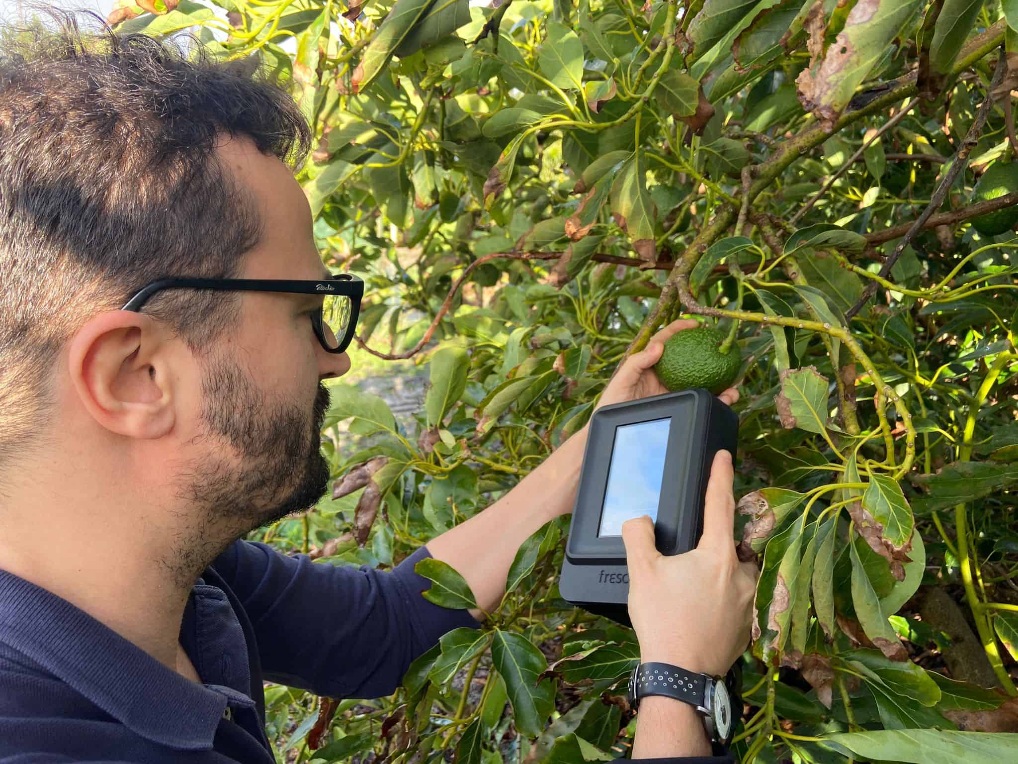 Ripe or unripe? This microwave scanner has the answer - without cutting fruit