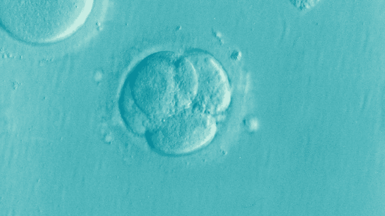 Breakthrough in embryo selection: new test detects genetic disorders