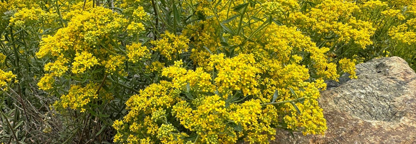 Mosterdplanten: nieuwe natuurlijke mijnwerkers voor duurzame nikkelwinning